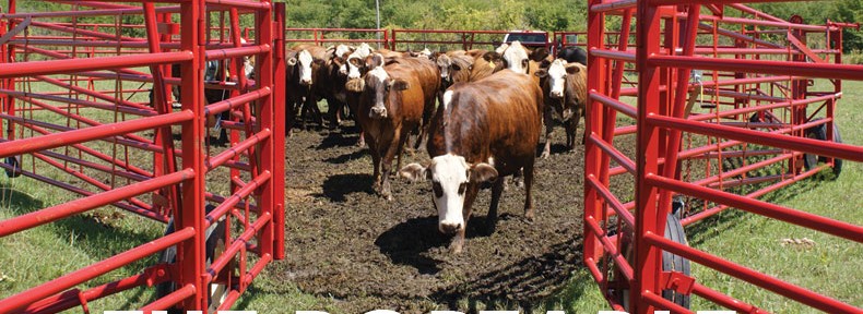 The Portable Corral for Cattle and Bulls